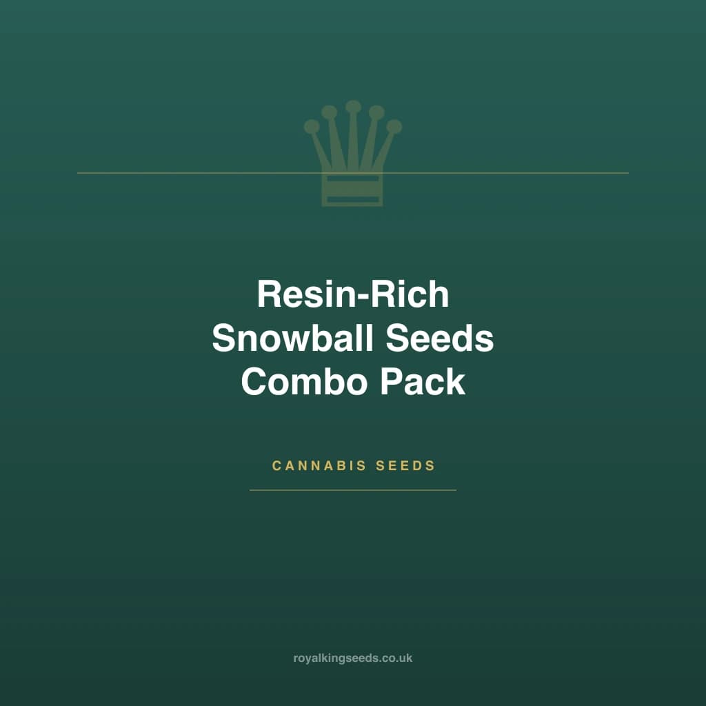Resin-Rich Snowball Seeds Combo Pack hybrid cannabis plant