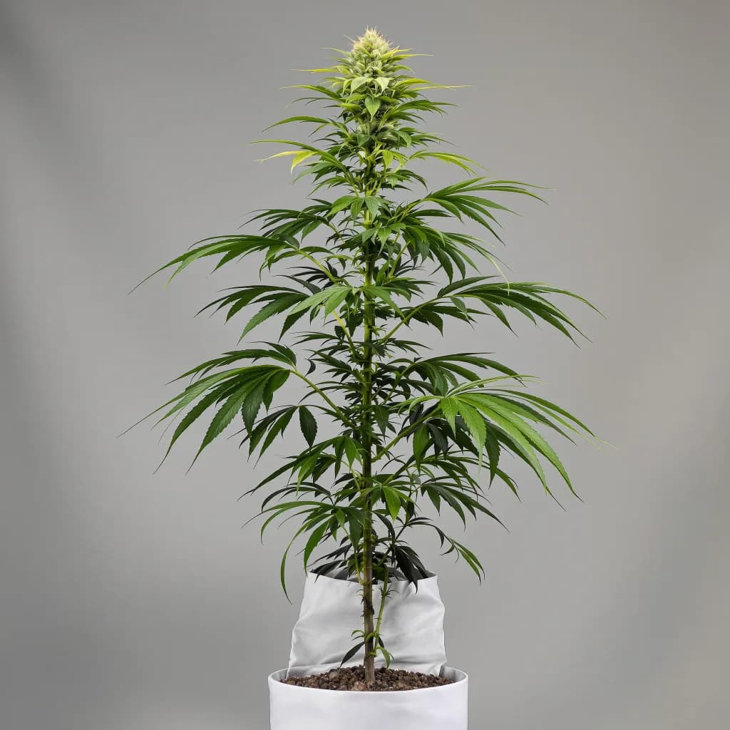 Royal Medic cannabis seeds packaging — Royal King Seeds the UK