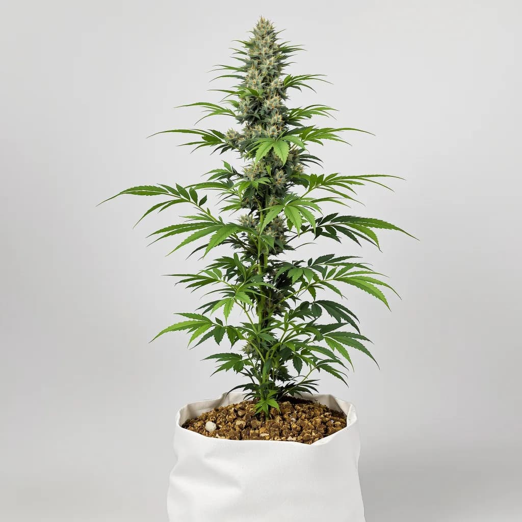 Silverfalls Kush feminised cannabis plant