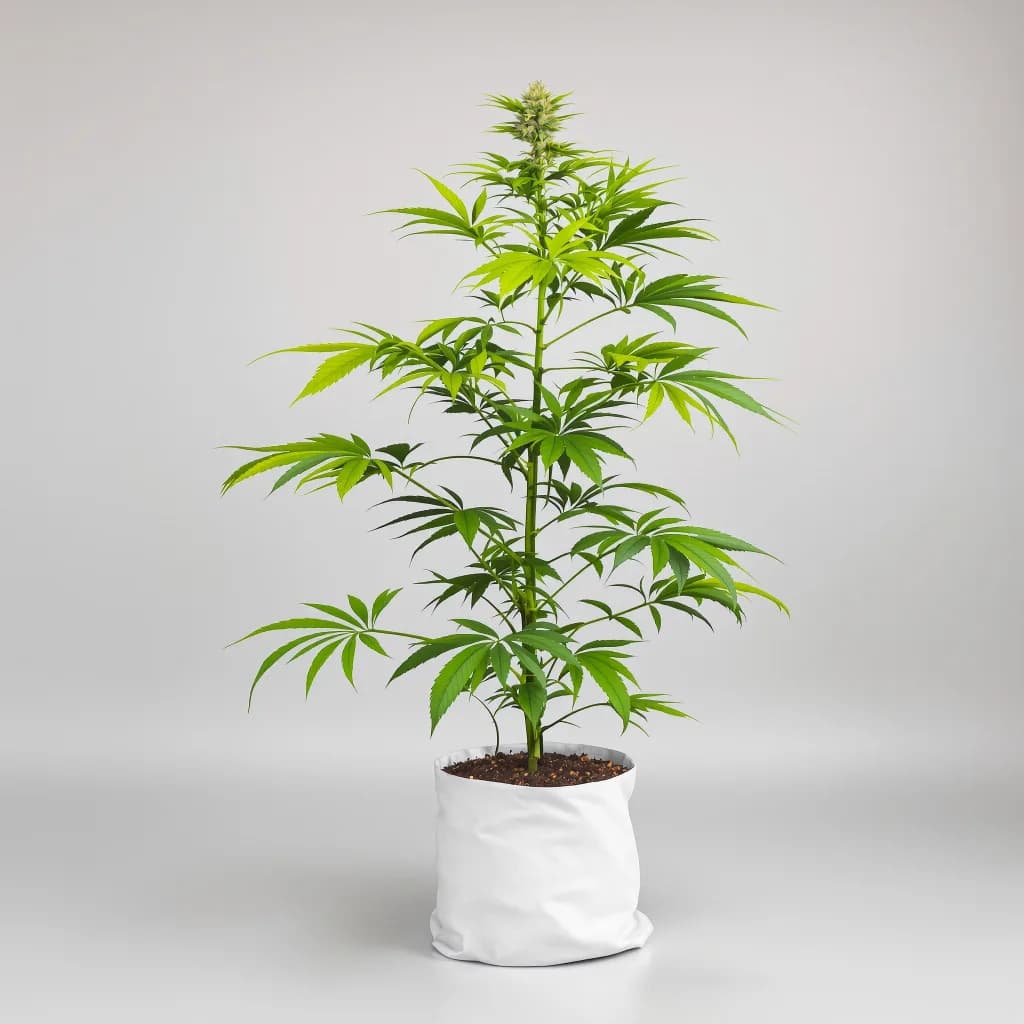 Skywalker OG cannabis seeds packaging — Royal King Seeds the UK