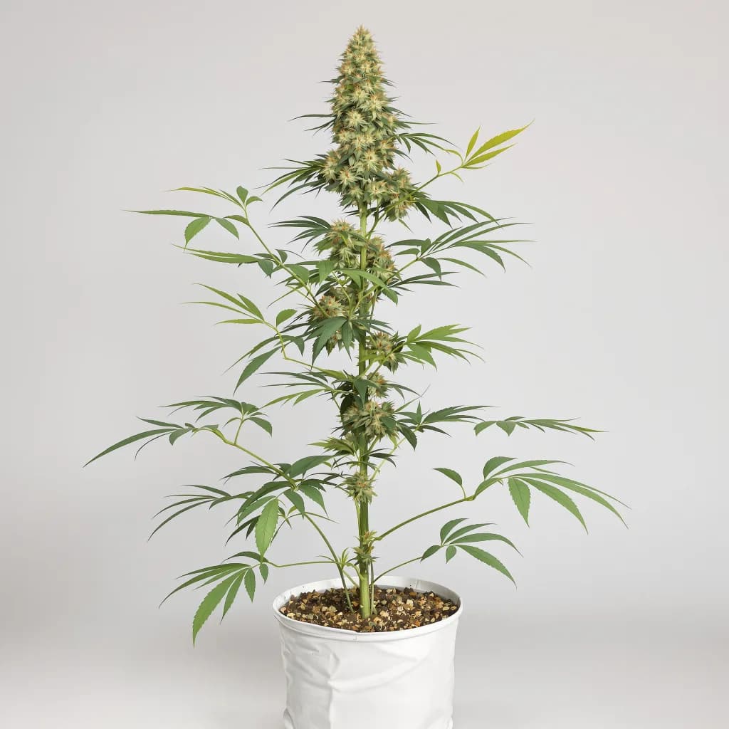 Sour Alien cannabis seeds packaging — Royal King Seeds the UK