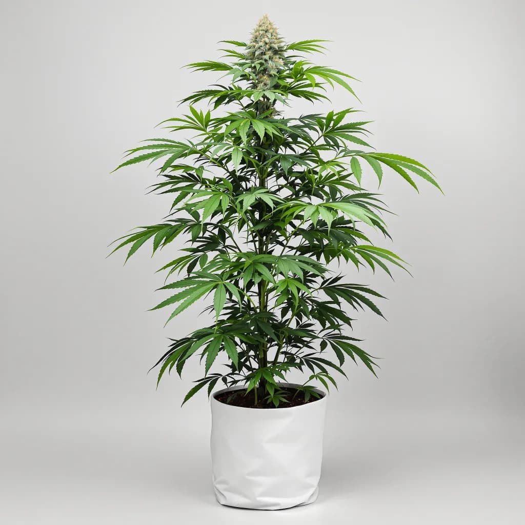 Sour Dream cannabis seeds packaging — Royal King Seeds the UK