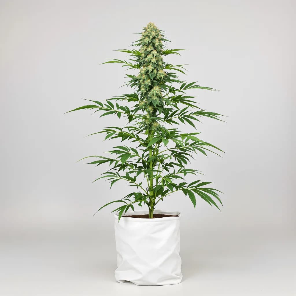 Sour Grape cannabis seeds packaging — Royal King Seeds the UK
