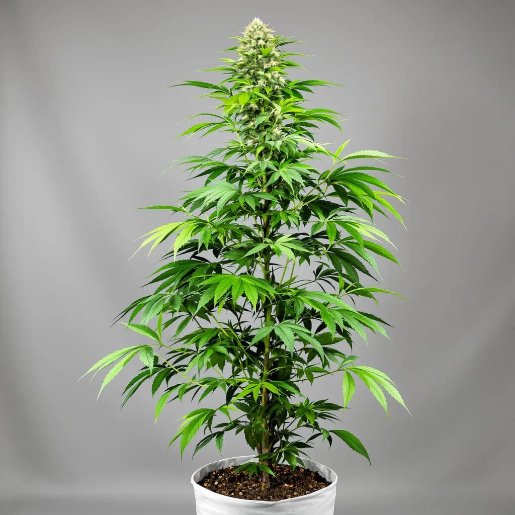 Stardawg cannabis seeds packaging — Royal King Seeds the UK