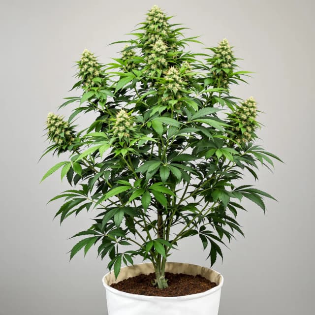 Strawberry Milkshake cannabis seeds packaging — Royal King Seeds the UK