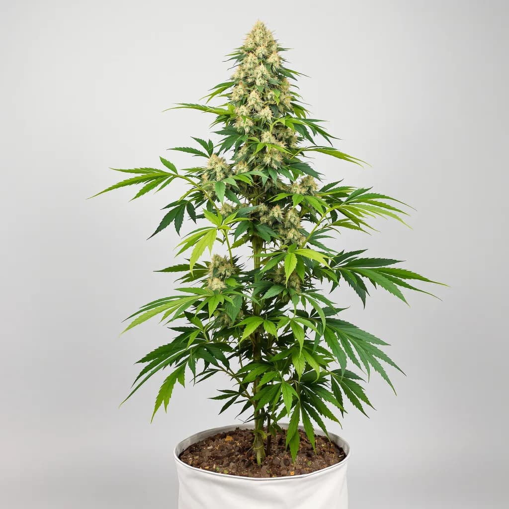 Surprise MFCKR Mixpack cannabis seeds packaging — Royal King Seeds the UK
