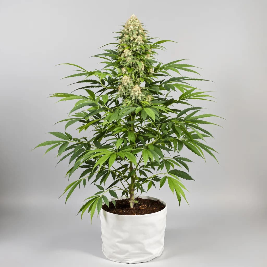Sweet Baby Jane autoflower cannabis plant