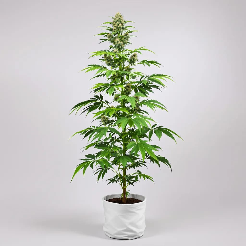 Sweet Berry cannabis seeds packaging — Royal King Seeds the UK