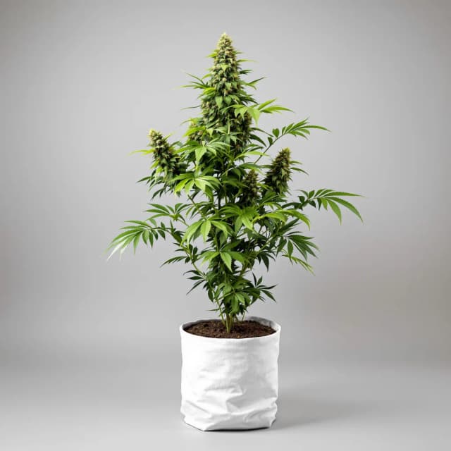 Tembo Kush cannabis seeds packaging — Royal King Seeds UK
