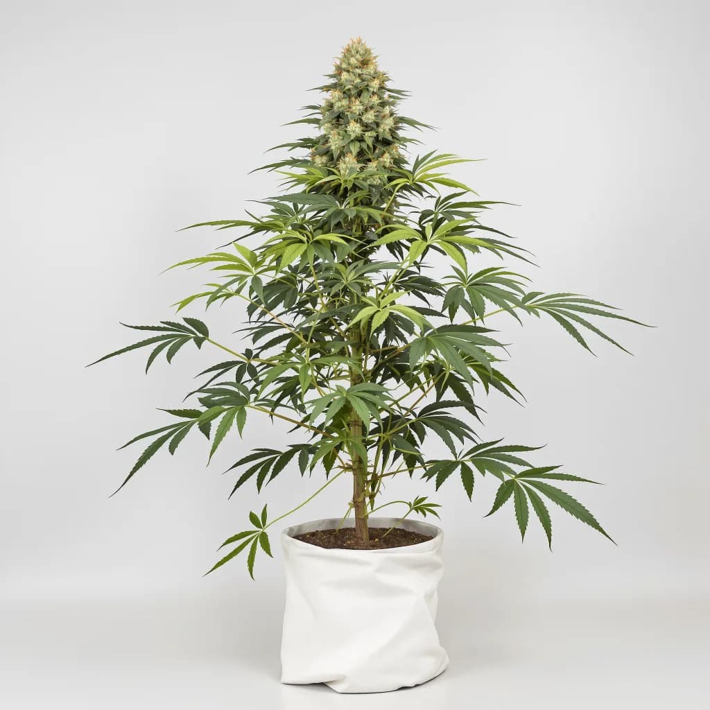 THC Bomb cannabis seeds packaging — Royal King Seeds the UK