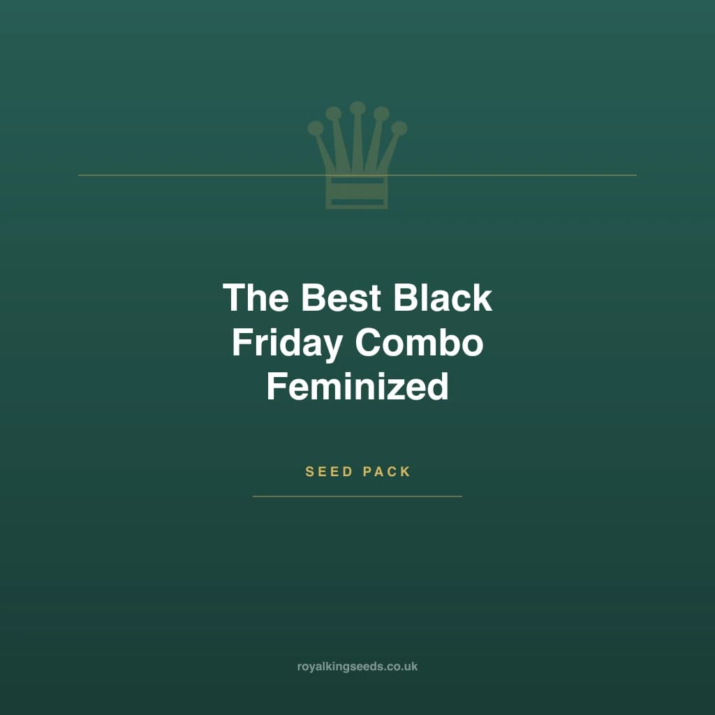 The Best Black Friday Combo hybrid cannabis plant