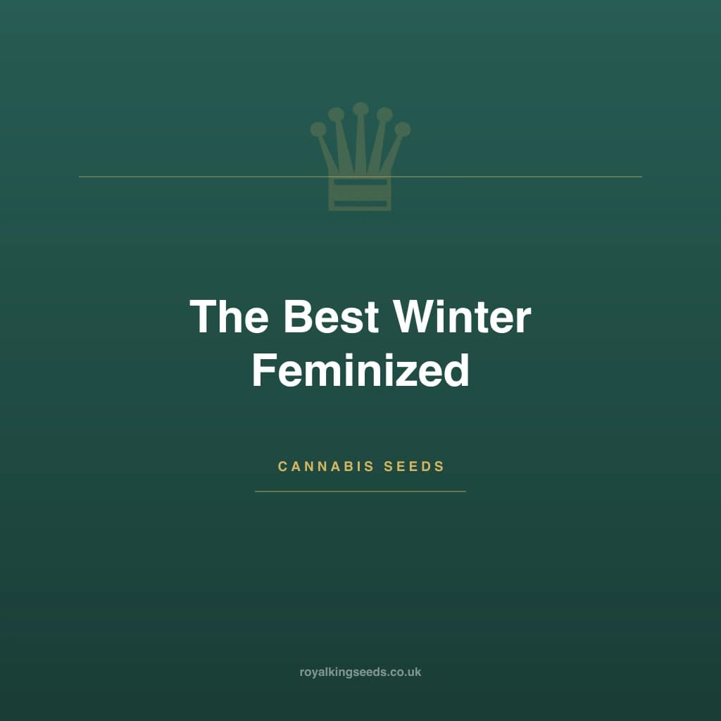 The Best Winter hybrid cannabis plant