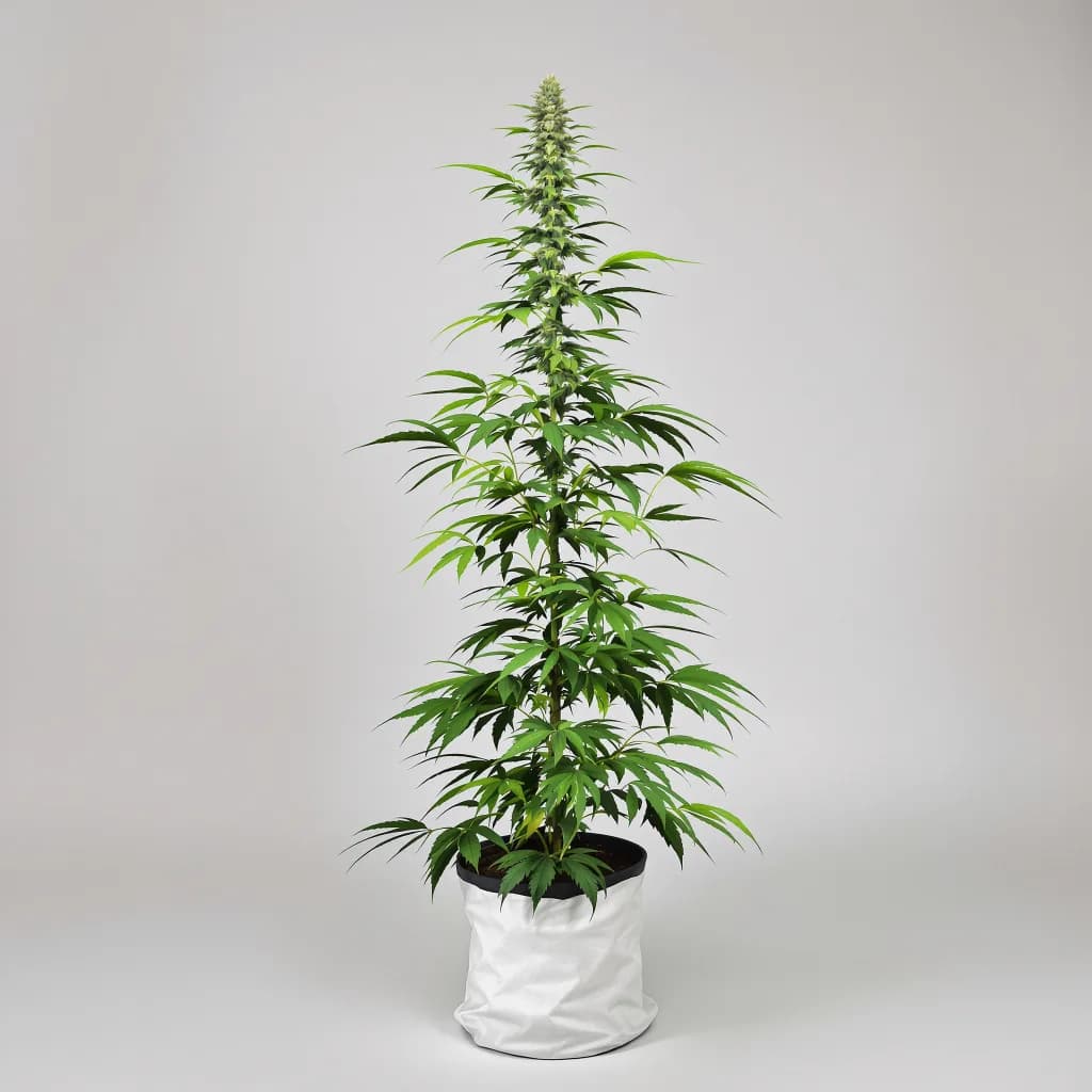 Tropic Thunder feminised cannabis plant