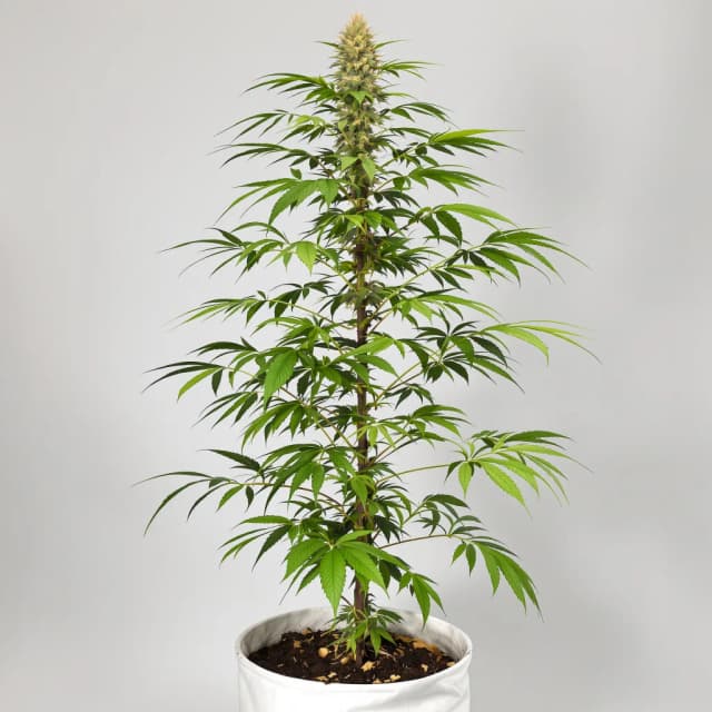 Turbo Mind Warp cannabis seeds packaging — Royal King Seeds UK