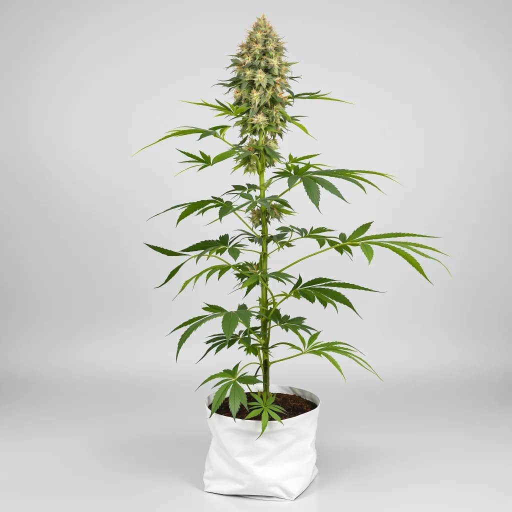 White Fire Alien OG cannabis seeds packaging â Royal King Seeds the UK