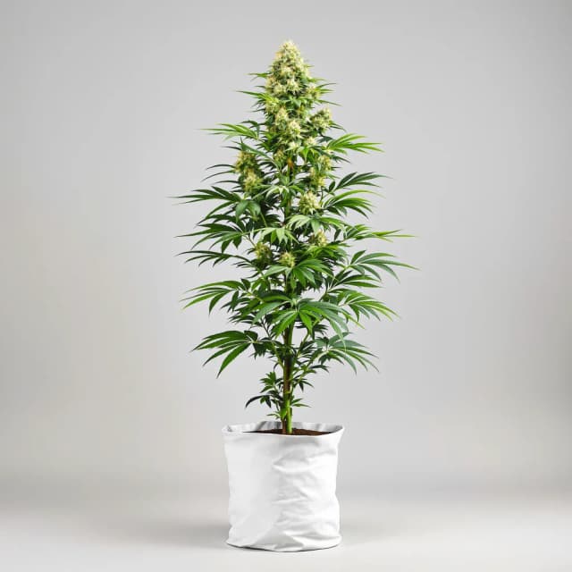 Wilson cannabis seeds packaging — Royal King Seeds UK