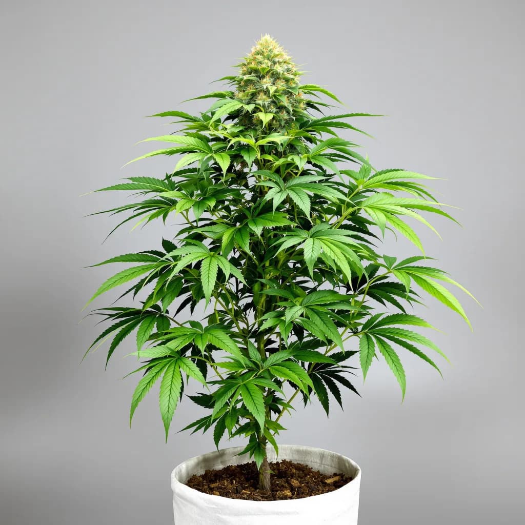 XXX OG cannabis seeds packaging — Royal King Seeds the UK
