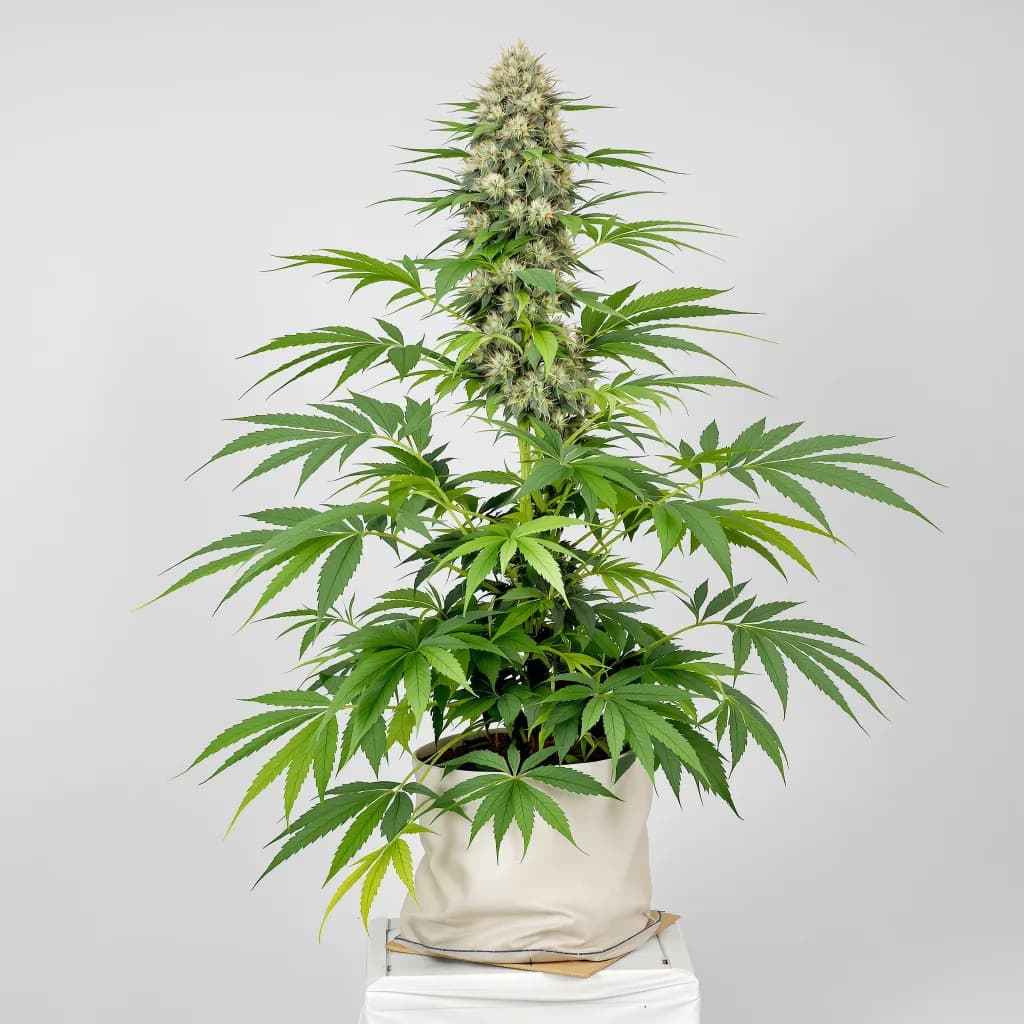Yoda’s Brain cannabis seeds packaging — Royal King Seeds the UK