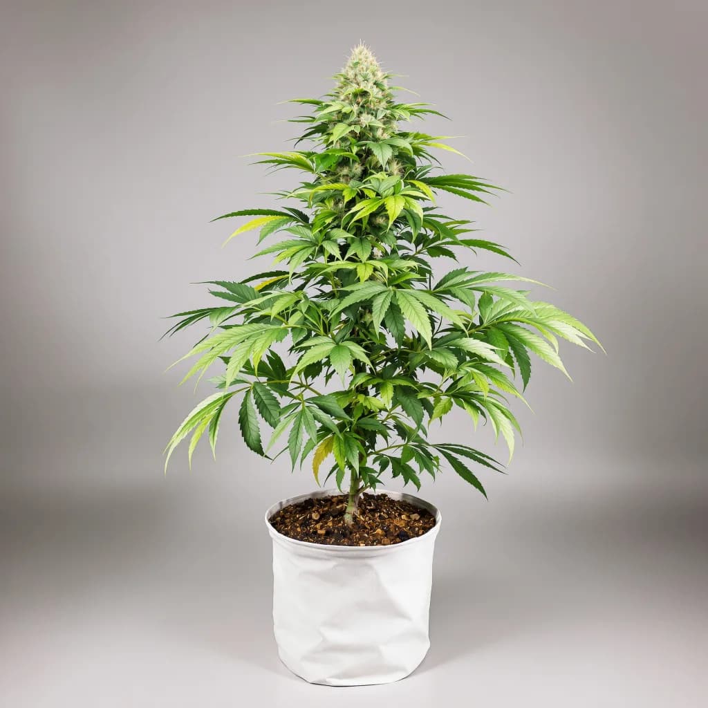 Zebra Cake cannabis seeds packaging — Royal King Seeds the UK
